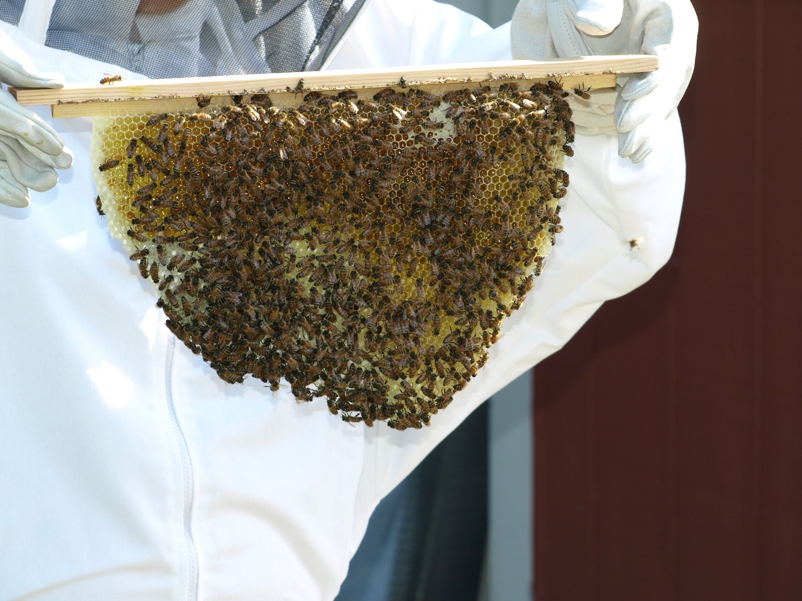 Bee Hive, Top Bar with 30 Top Bars and Roof Backyard Bee Keeping Hive