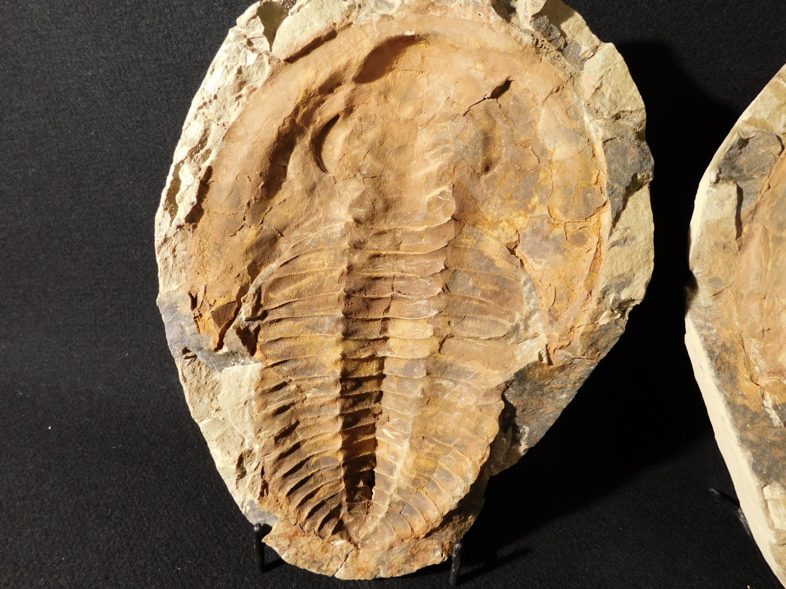 HUGE! 530 Million Year OLD! Andalusiana Trilobite Fossil Anif Morocco 3242gr