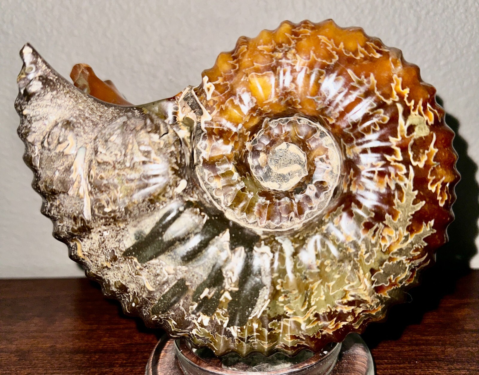 Rare Beautiful "Goat Horn" Ammonite Fossil 3 lb. 5.8 oz. 1526 grams #58