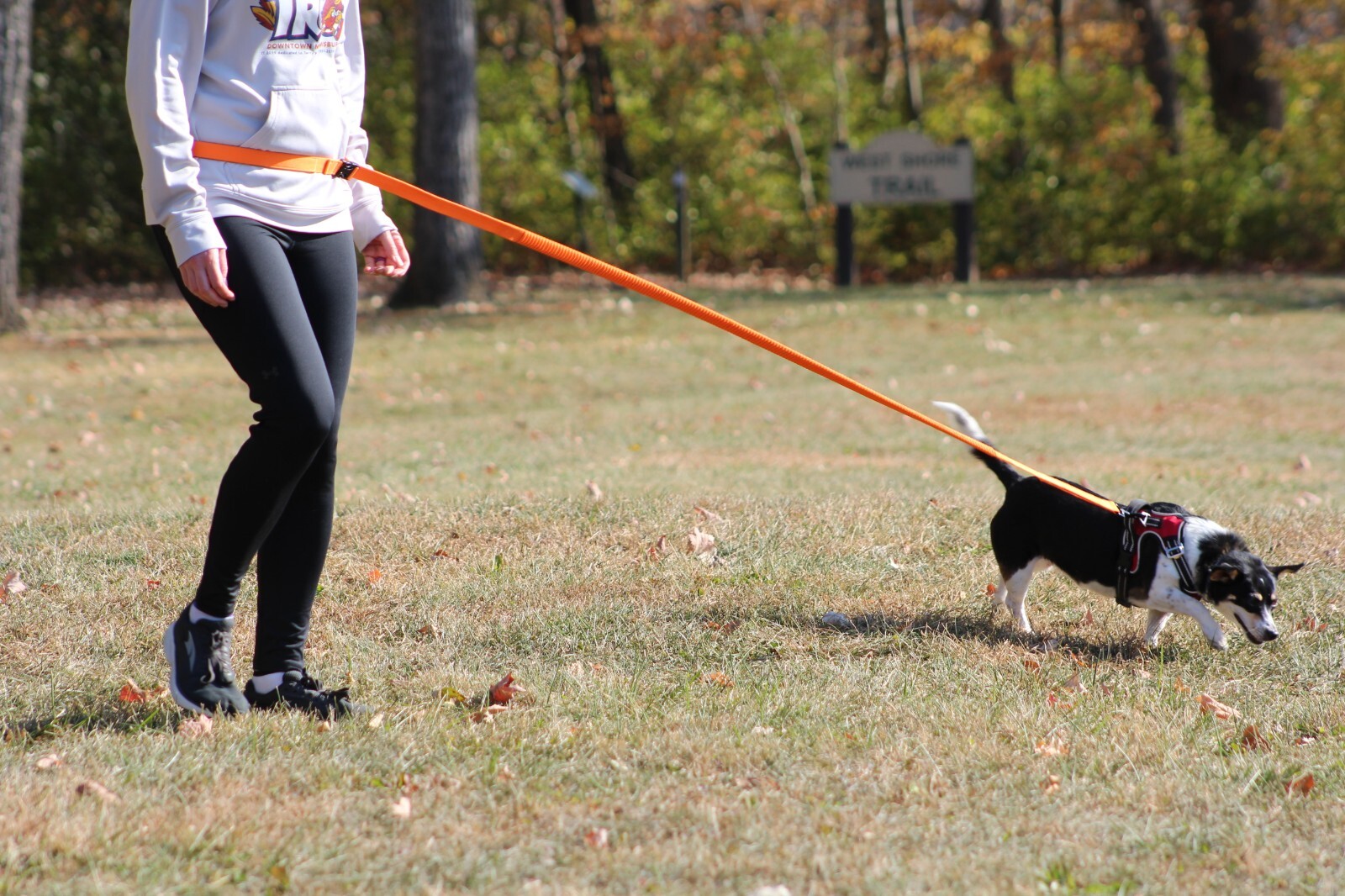 Hands Free Running Walking Dog Leash/Lead Bungee Orange Stretch