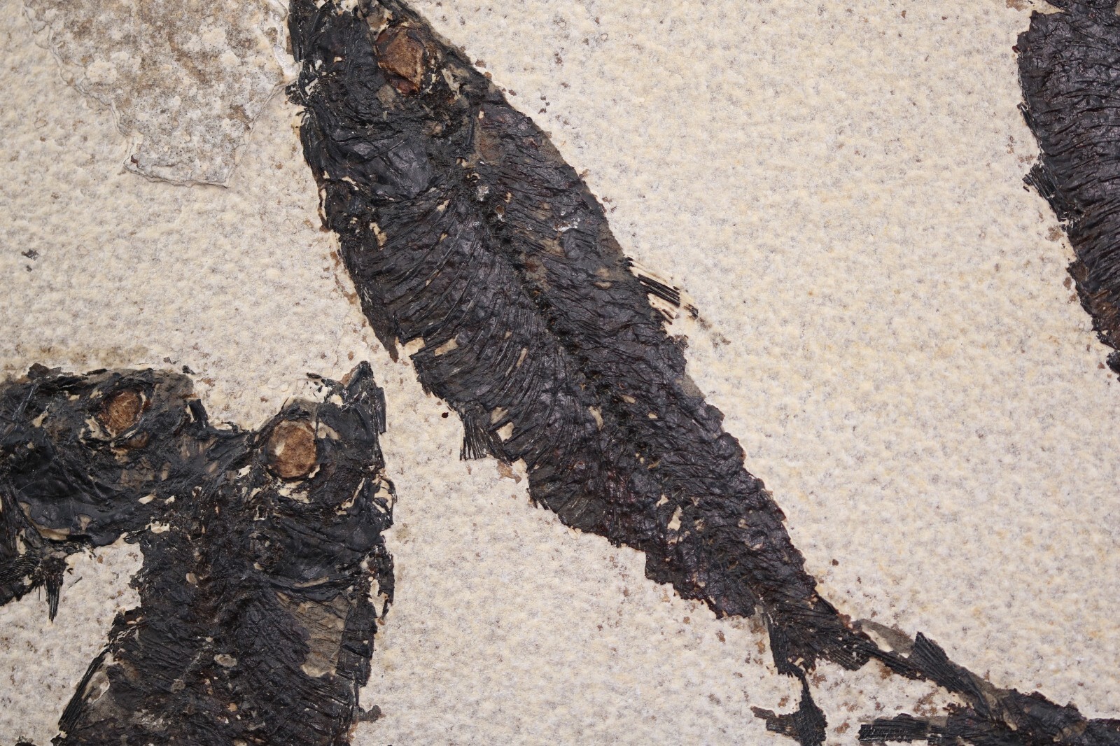 Multi Fossil Fish Mortality Fossil Lake Green River Fm Wyoming WY COA 11763