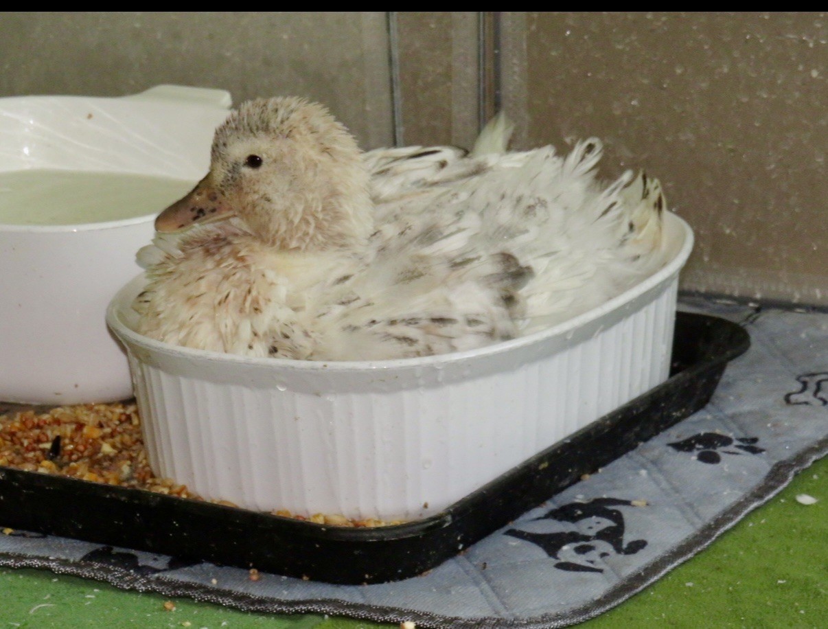 Snowy Call Duck Hatching Eggs- Qty 6 Pet Quality Fertile Call Duck Eggs