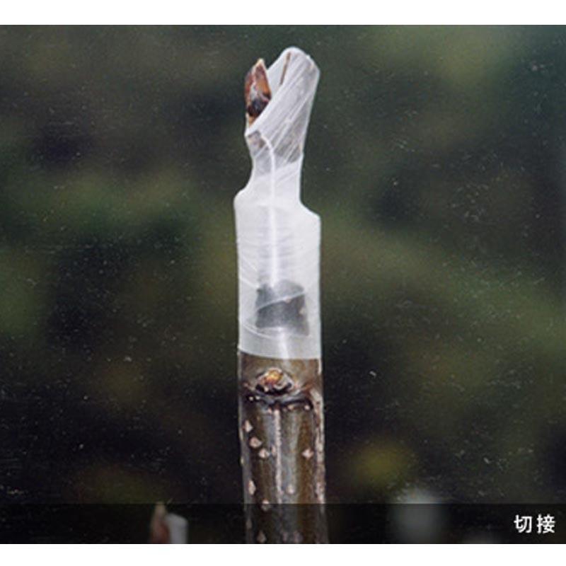 Aglis New Medel 25mm x 30M Buddy Tape Grafting Tape Agricultural *US seller