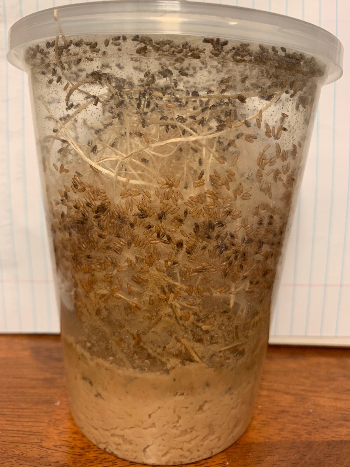 Flightless Fruit Fly Culture (Drosophila Wingless Melanogaster)