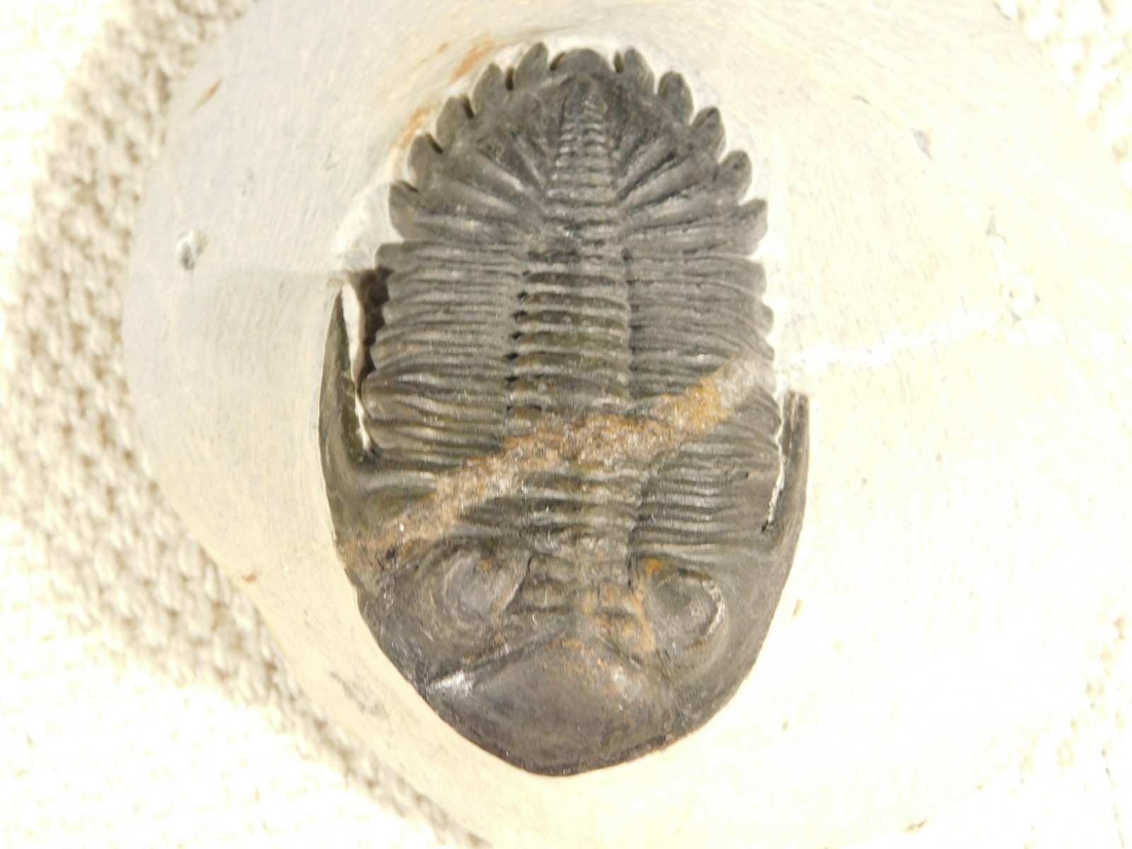 LARGER! Hollardops TRILOBITE Fossil Nice and 100% Natural Morocco 289gr