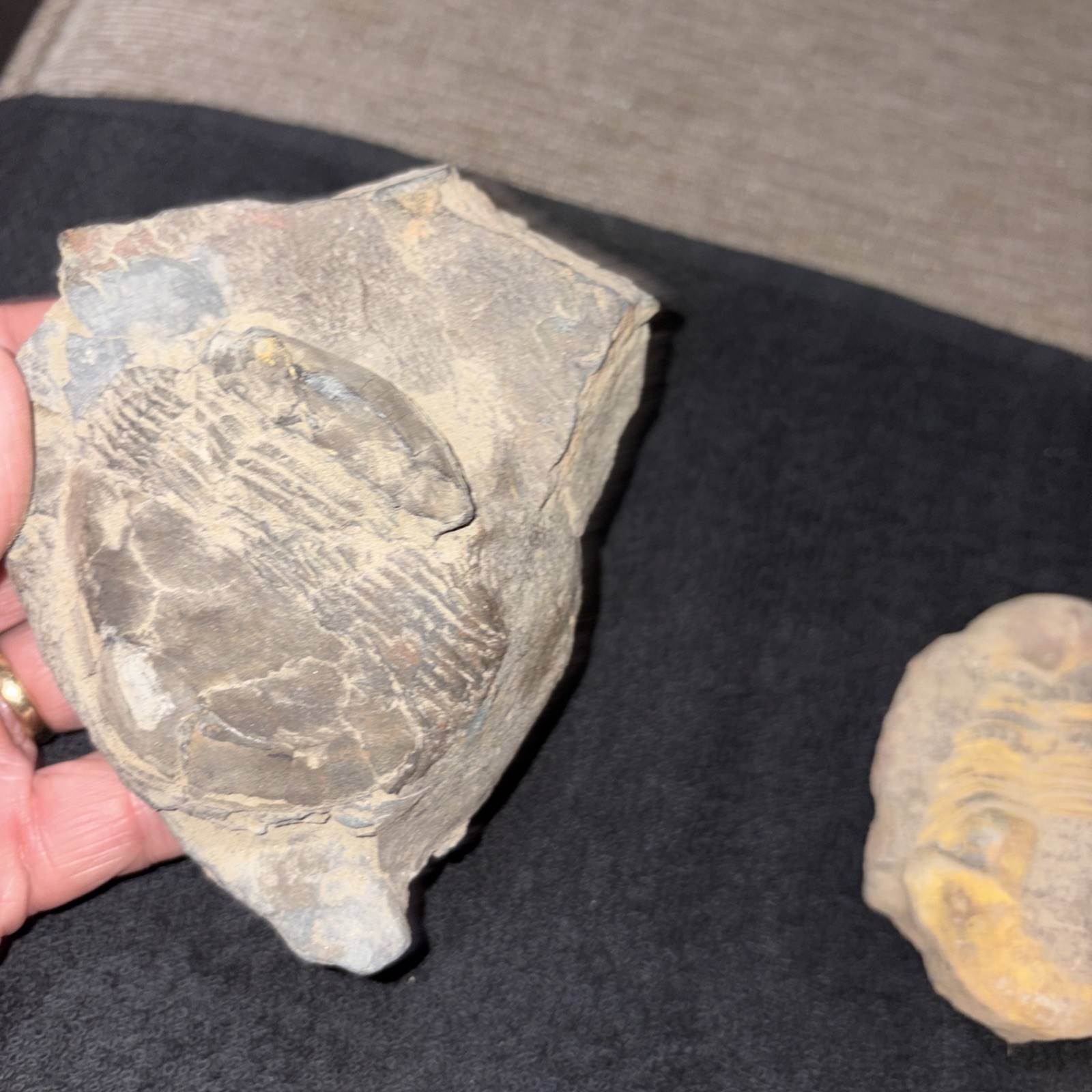(3) Bumastus Like Trilobites Silurian China Large.