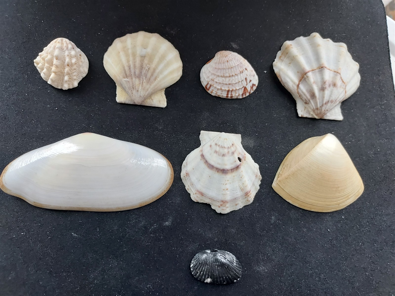 #OO200 Lot of 8 all different beautiful clam & Scallop shells, approx. 24-77mm