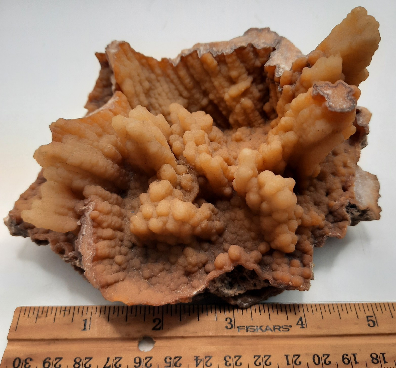 Botryoidal Agatized Coral Specimen , Suwanee River, Florida 6 x 4 1/2 x 3