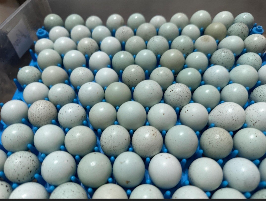 18 Celadon Blue Coturnix Quail Hatching Eggs - 100% BLUE