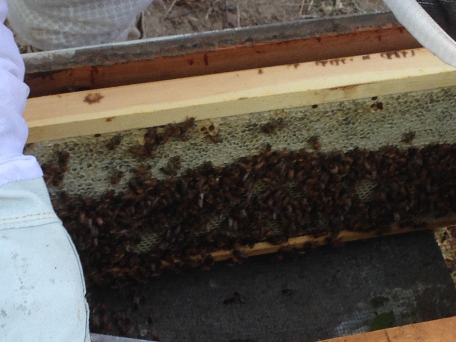 Raw Sourwood Honey North Georgia Mountains (16oz Pour Bottle)