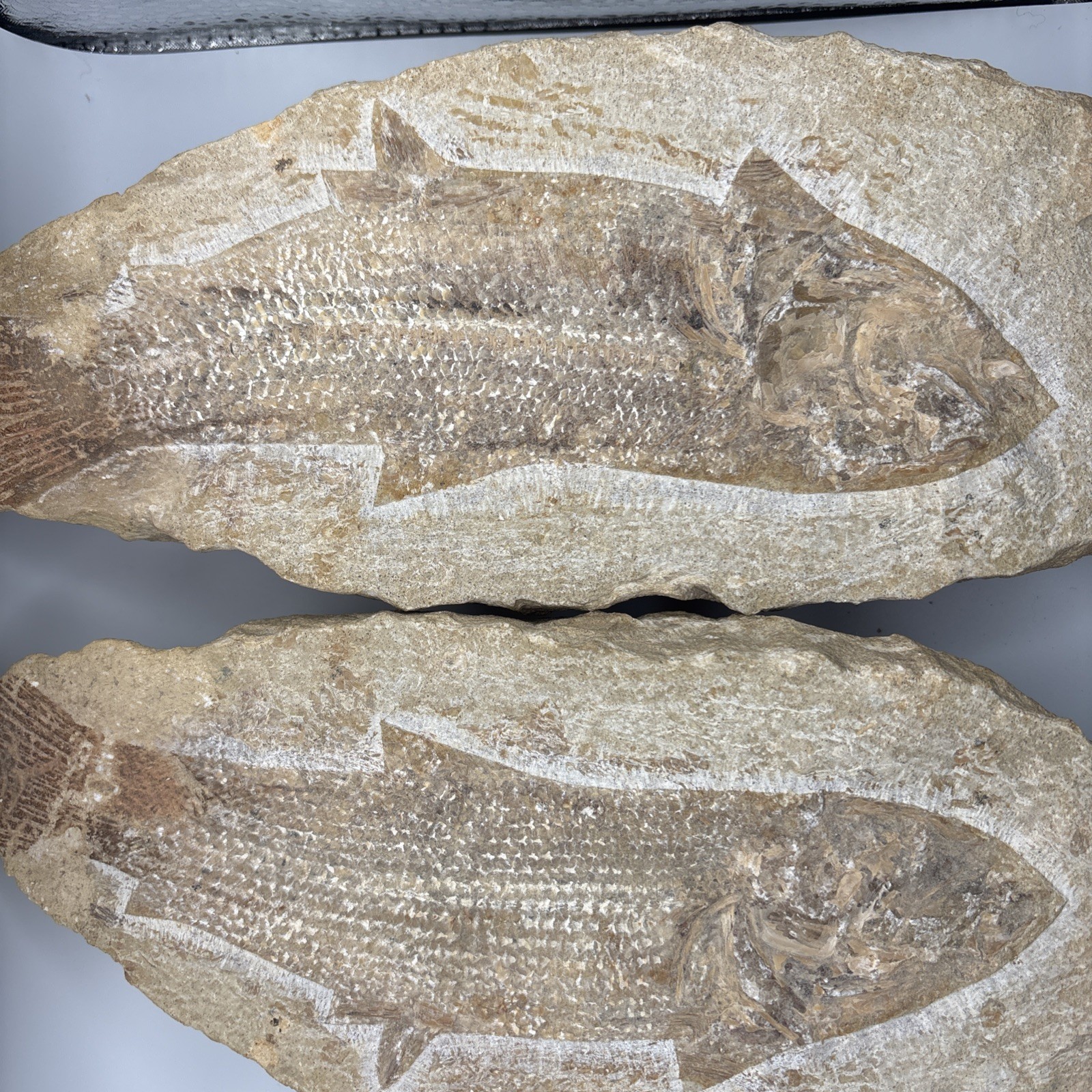 Vinctifer Comptoni Fossil Fish, Brazil, 99-112 million yrs old 9 inches 2 halves