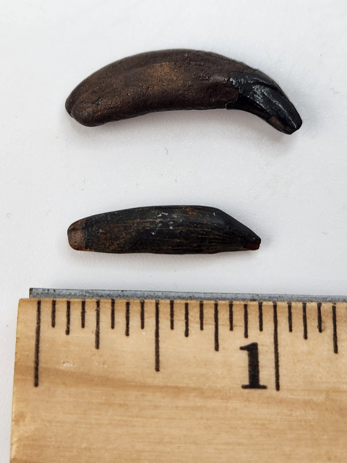 Raccoon Rooted Upper Canine Tooth Fossil - Florida Pleistocene - 1 Per Purchase