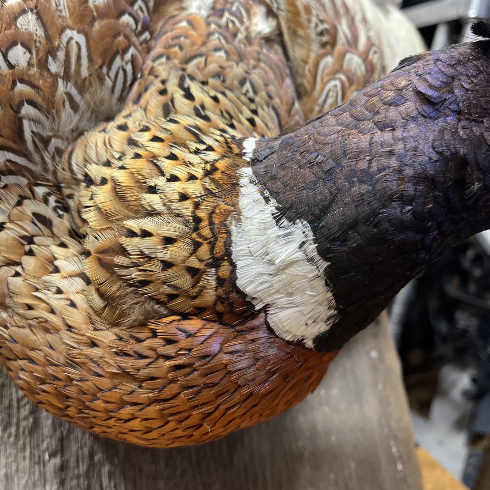 VINTAGE TAXIDERMY RING-NECKED FULL PHEASANT WALL MOUNT 24” CABIN HUNTING
