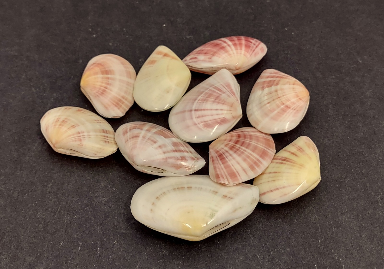 Sunrise Tellin Clam Seashells Polished (10 Pairs approx. 1.25+ inches)