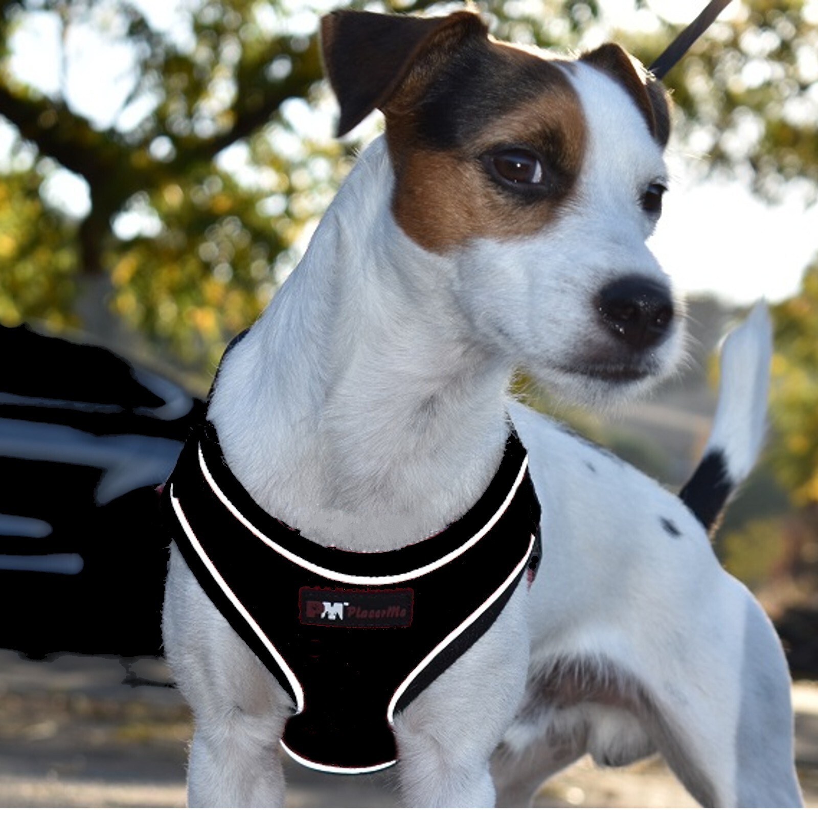 Dog Breathable Reflective Mesh Collar Harness-Travel Walk Seat Belt No Pulling