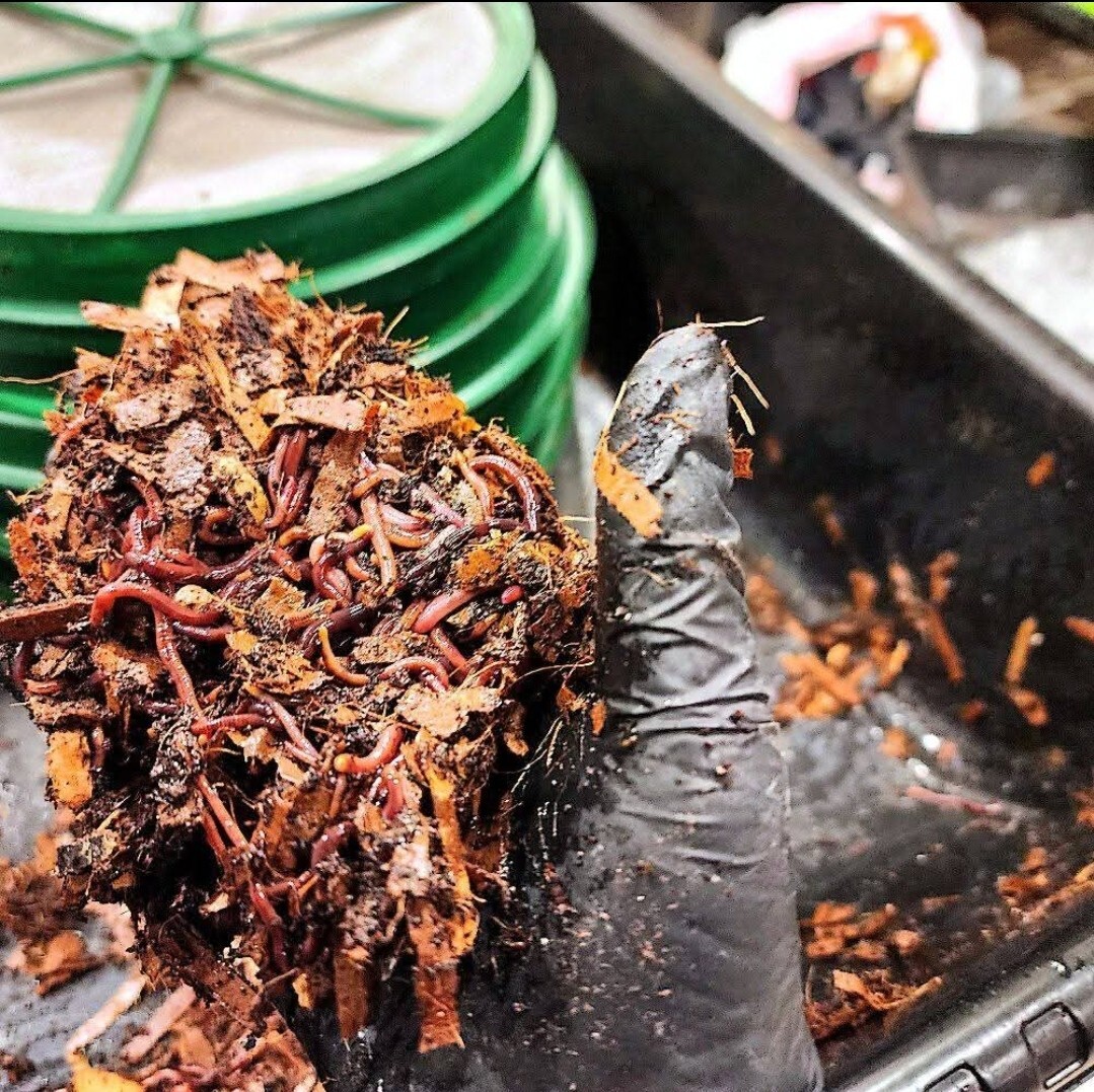 1 Lbs PURE RED WIGGLER Compost Worm /FREE SHPG/Weather Determines SHPG