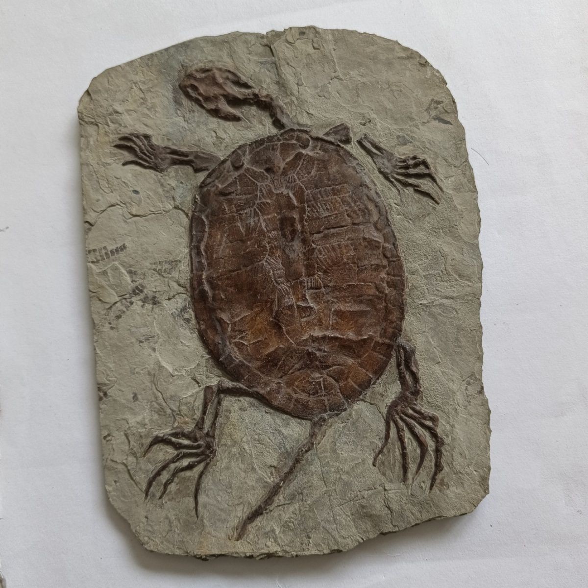 Unique Liaoxi ancient organism, Manchurian exquisite turtle fossil