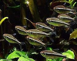 10 BRIGHT BLACK NEON TETRA