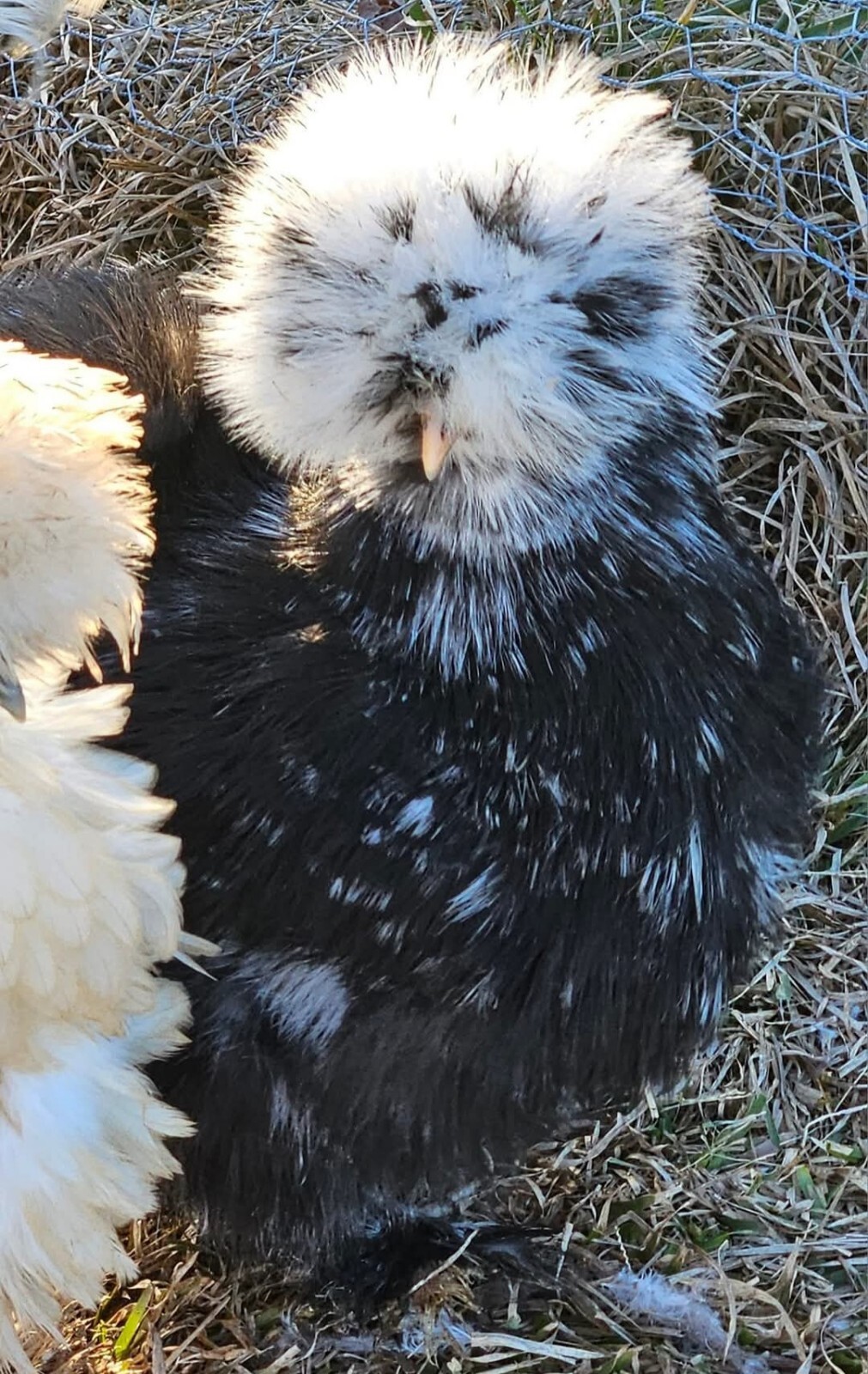 12+ Silkie, Satin, Frizzle Show Quality Hatching Eggs, NPIP Cert