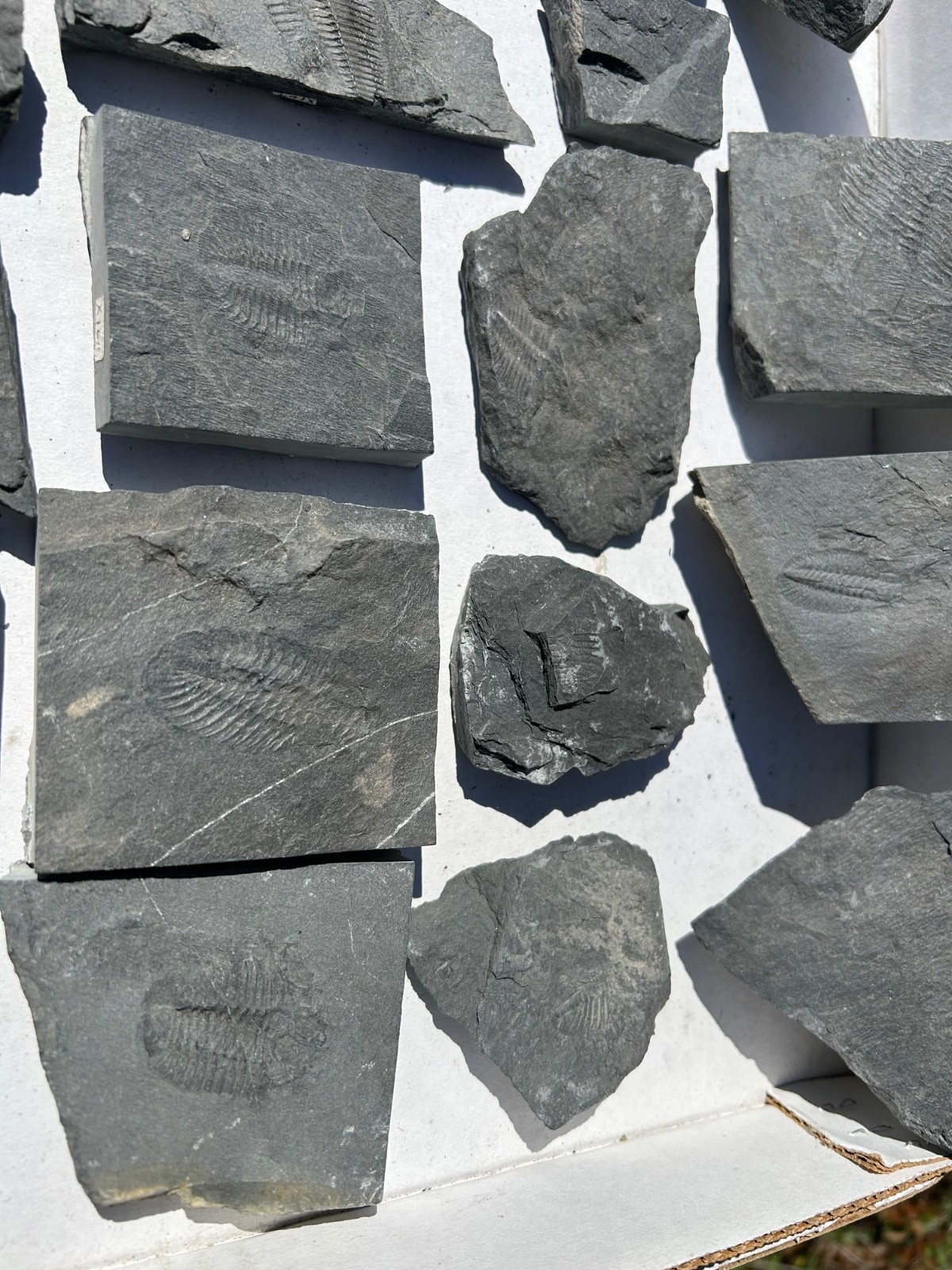 Washington Fossil Trilobites HUGE LOT Ogygopsis etc Metaline fm Bug in Matrix