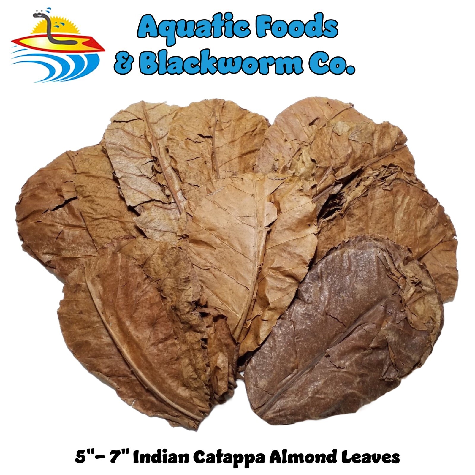 1000 Indian Catappa Almond Leaves, 5" - 7"  Shrimp, Bettas, Aquariums