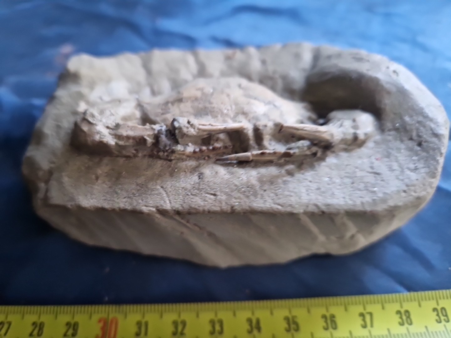 MASSIVE, LARGE, fossil CRAB from Java, Indonesia good details, great claws!