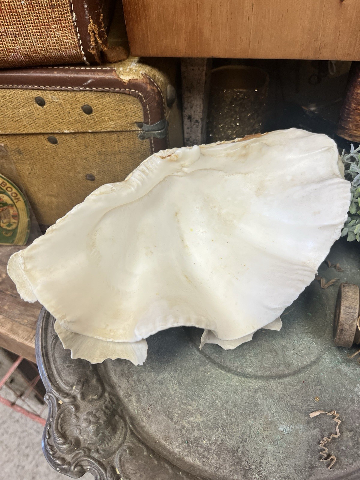 NATURAL REAL GIANT 10” CLAM SHELL SEA SHELL OCEAN SEA Tridacna Gigas