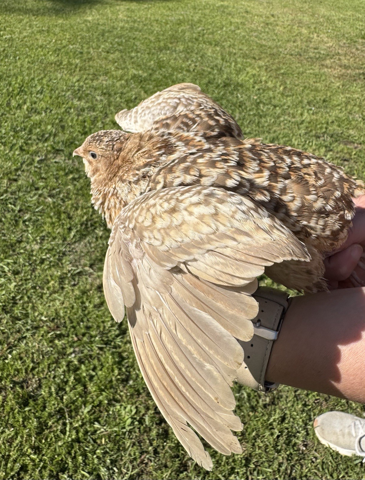 30+ RARE COLORS Coturnix Quail Hatching Eggs NPIP AI Free
