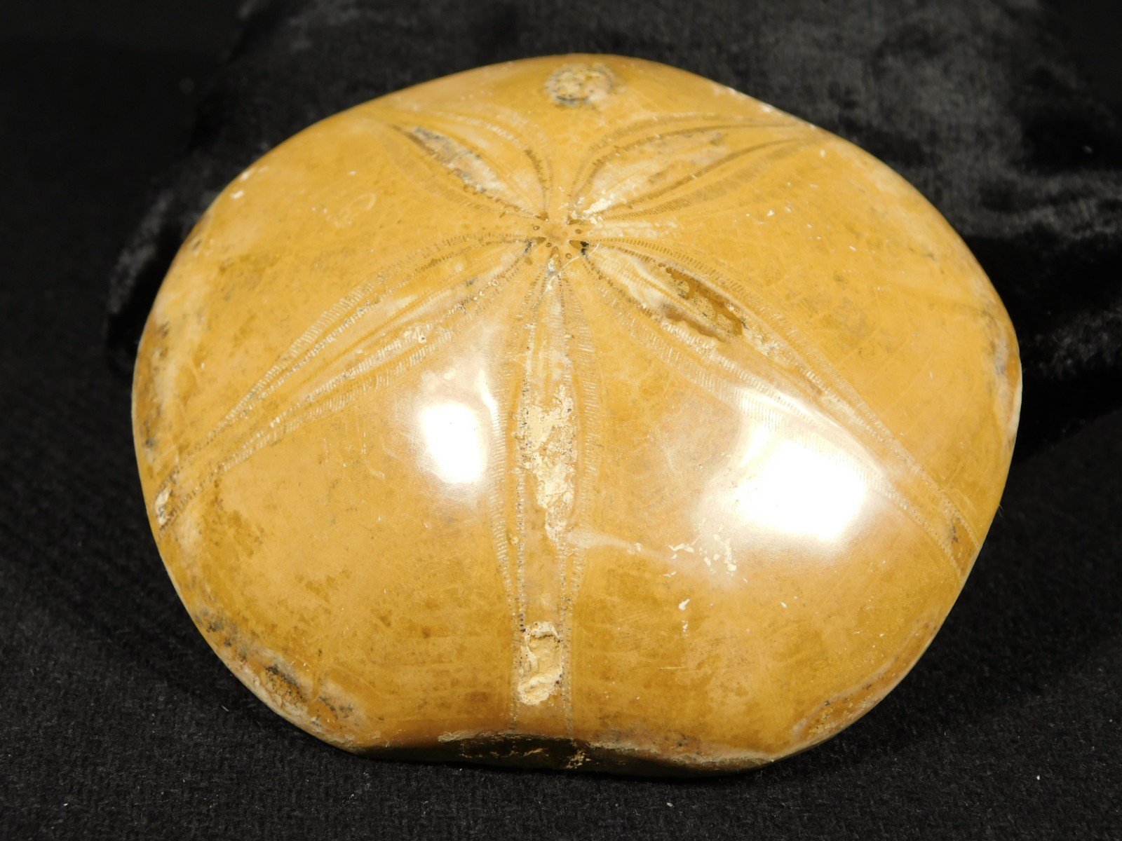 Big! Polished 150 Million Year Old! SAND DOLLAR Fossil Madagascar 205gr