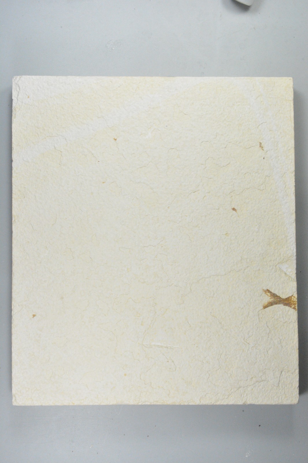 Eohiodon falcatus, Mooneye, Fossil Fish, Green River Formation, Wyoming