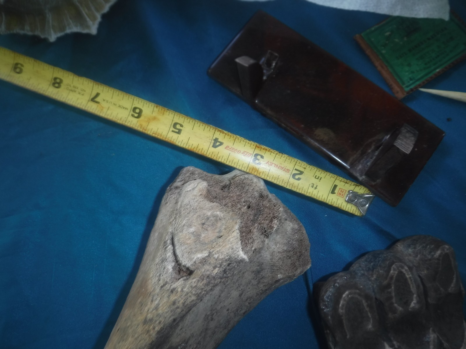 Ice Age Fossil Femur Bone with Butcher Mark?