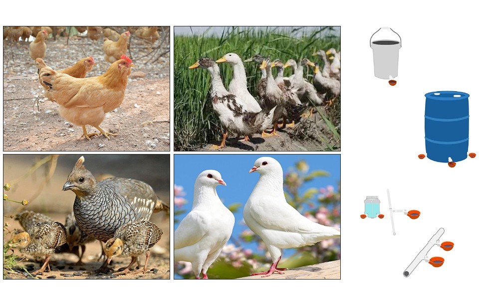 8 PCS Chicken Automatic Watering Cups Drinker Waterer for Duck Quail Hen Poultry
