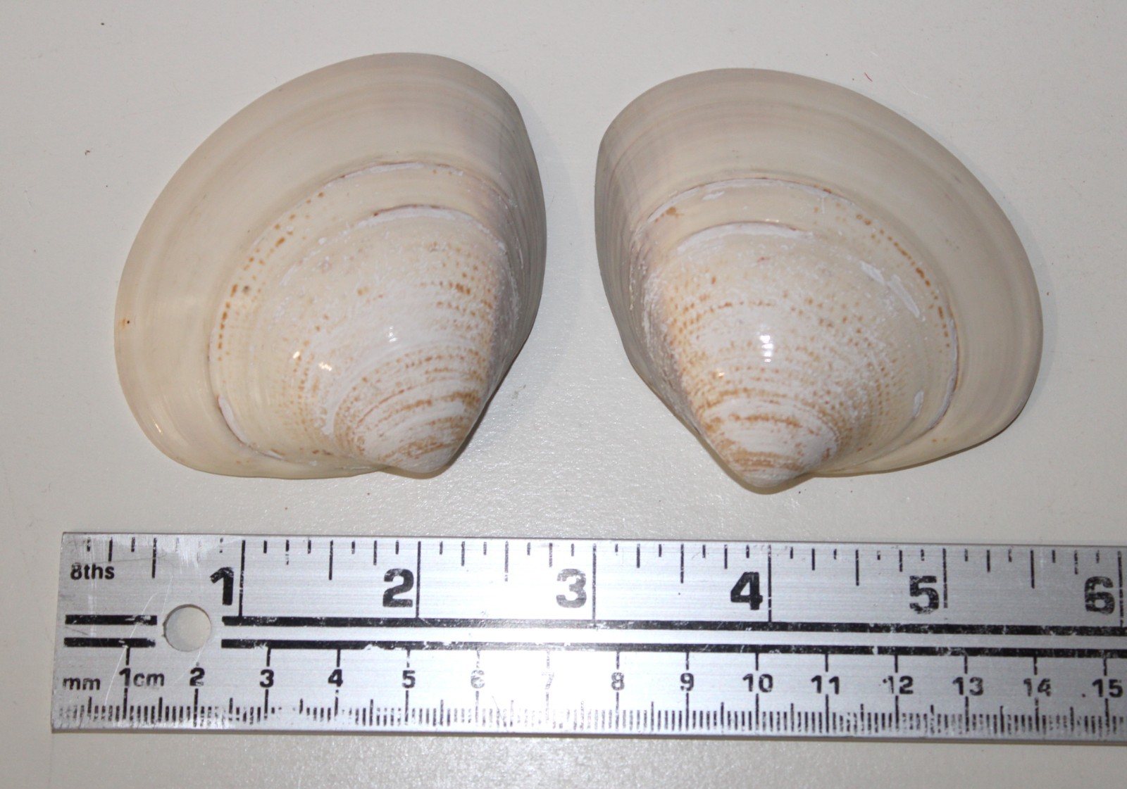 Kaiawase Vintage Japanese Clam Shell Matching Game Genji Tale