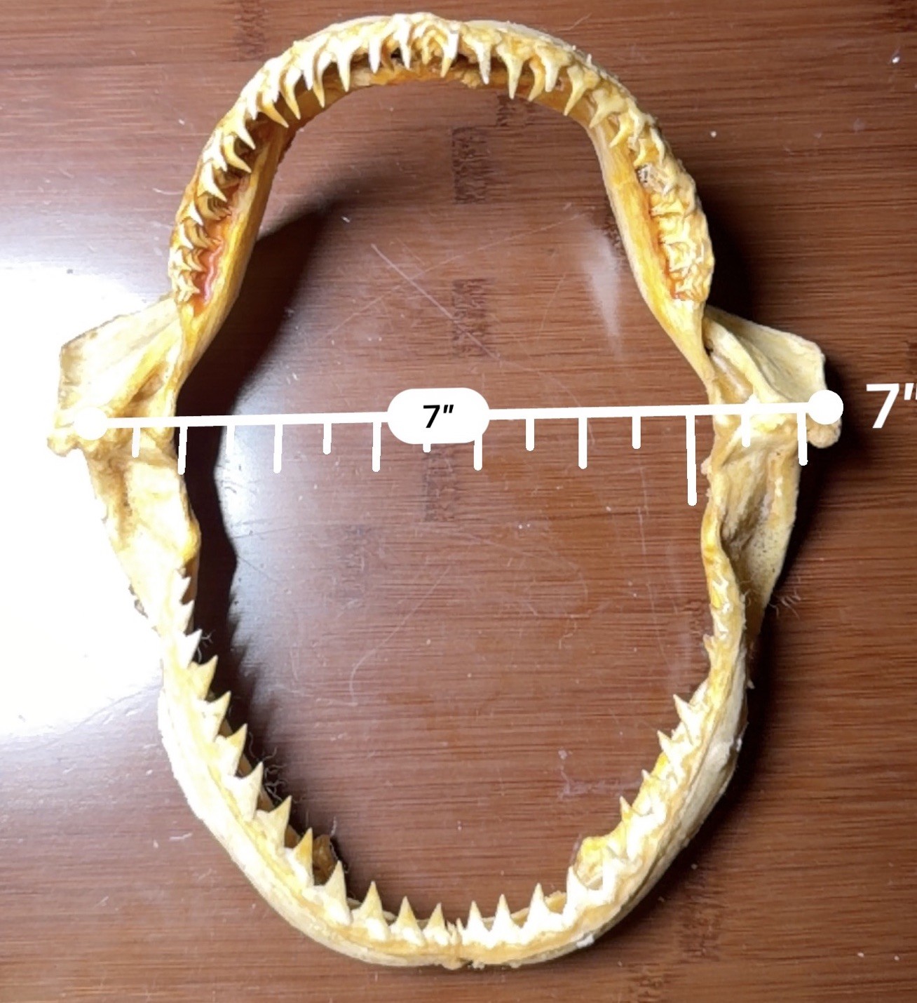 Vintage Large Bull Shark Jaws & Teeth 8” x 7” Jaw Nautical Fishing Decor