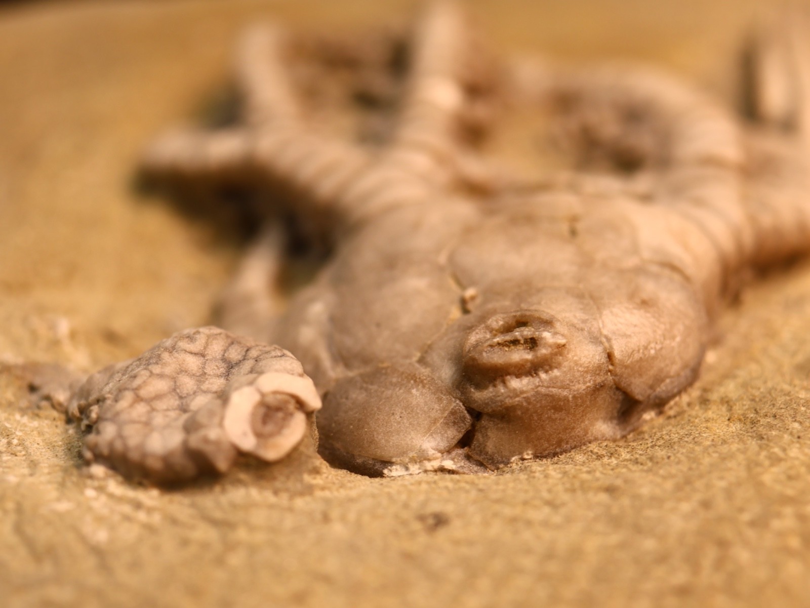 Vortex of Fossil Crinoids, Crawfordsville, IN