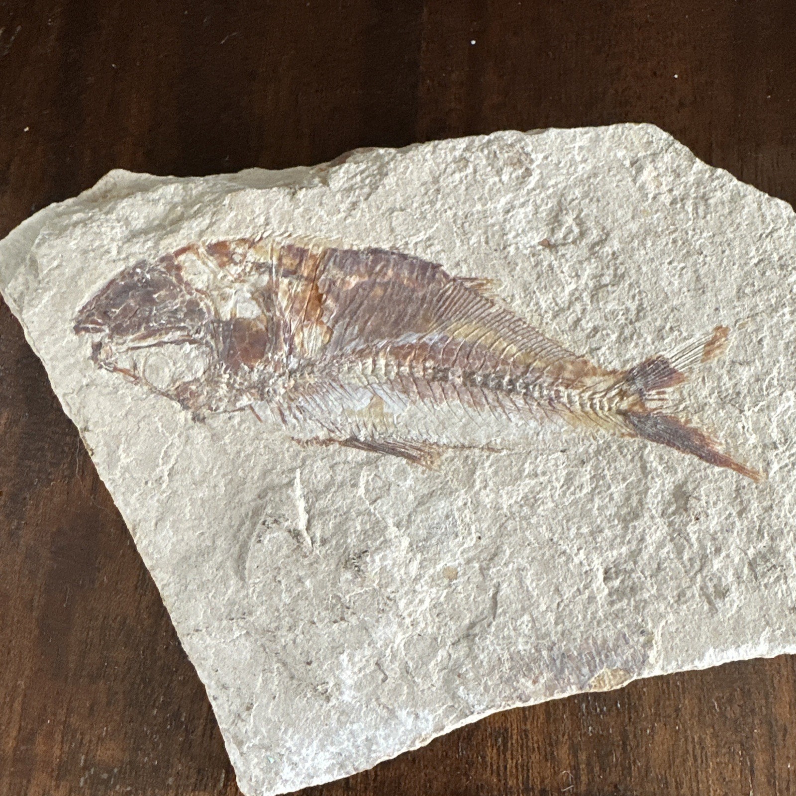 Nematonotus longispinus fossil, a prehistoric ray-finned fish.