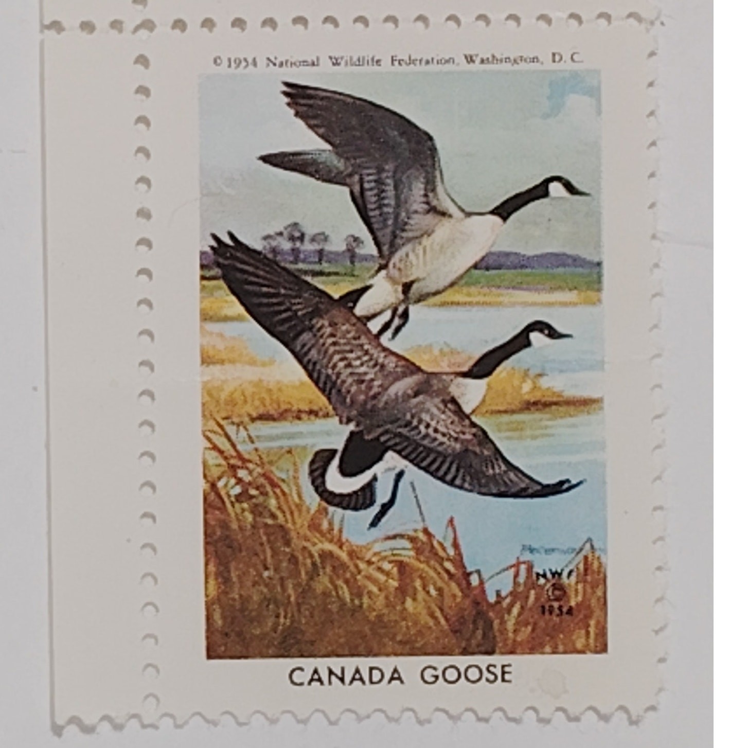 2 NWF Conservation Stamps 1962 Black Duck & 1954 Canada Goose, Cinderella Labels