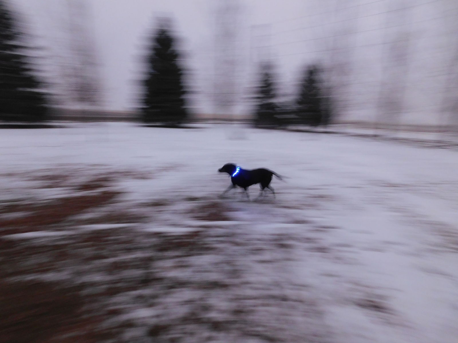 RECHARGEABLE LED PET GLOW COLLAR dog cat safety neck harness flash light USB