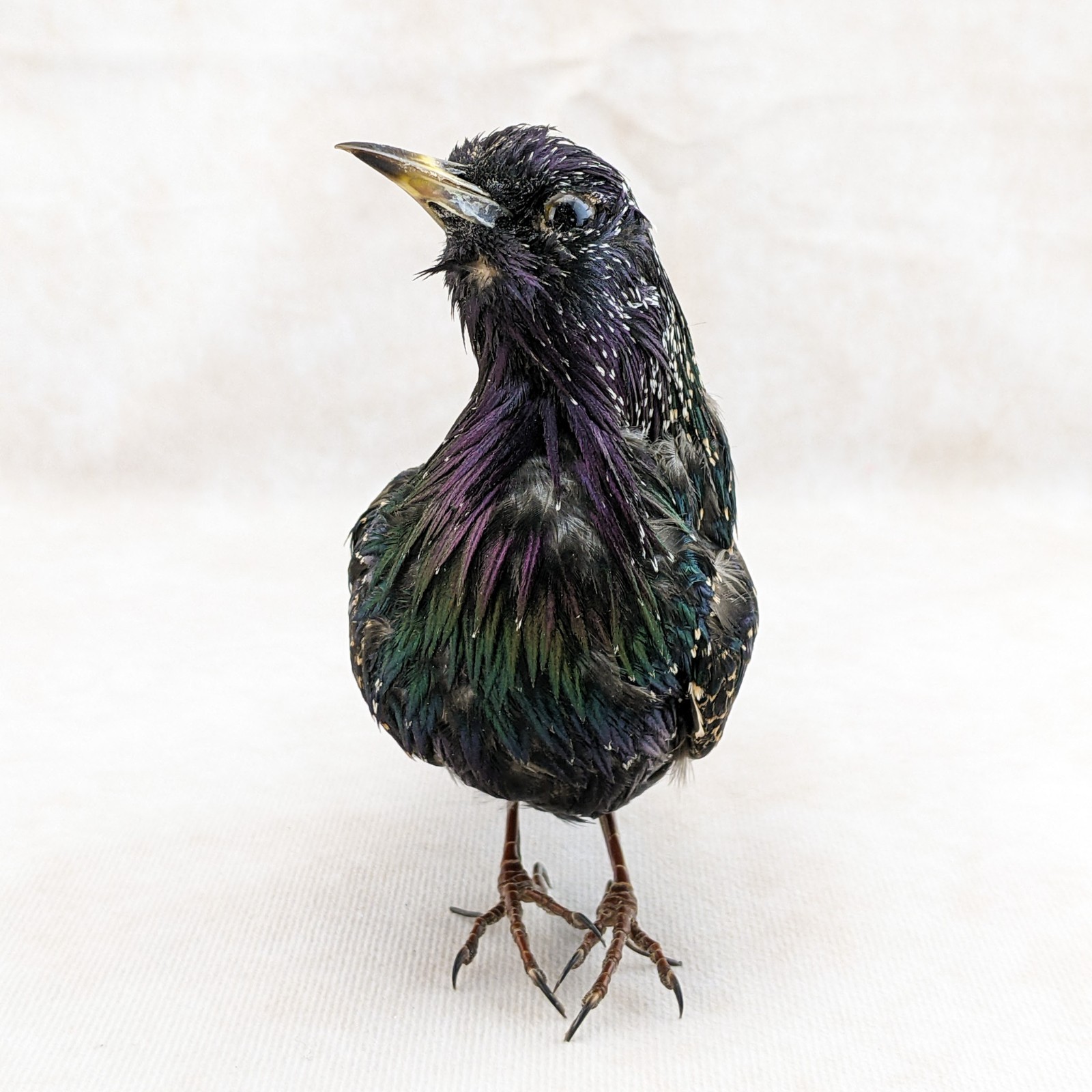 Starling Bird Taxidermy Display specimen Oddity Curiosity Décor collectible gift