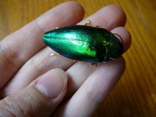 #W-1  Real EMERALD BEETLE Pin Brooch Jewelry WEIRD BEAUTIFUL green insect shell