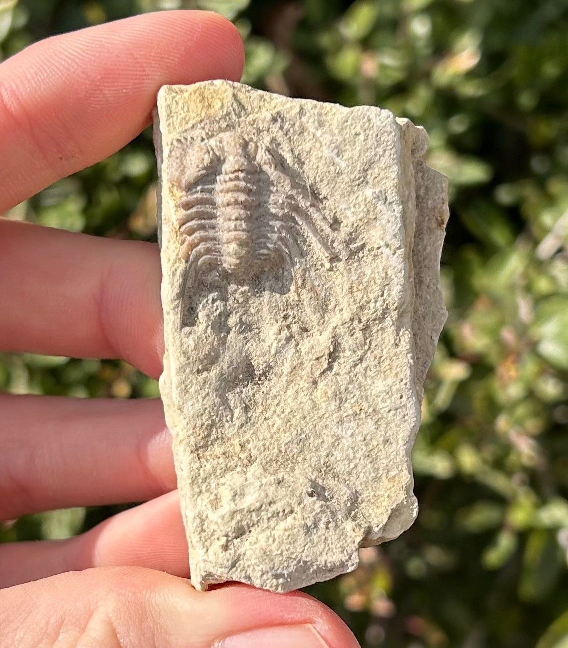 NICE Oklahoma Fossil Trilobite Kettneraspis williamsi Devonian Age Bug in Matrix