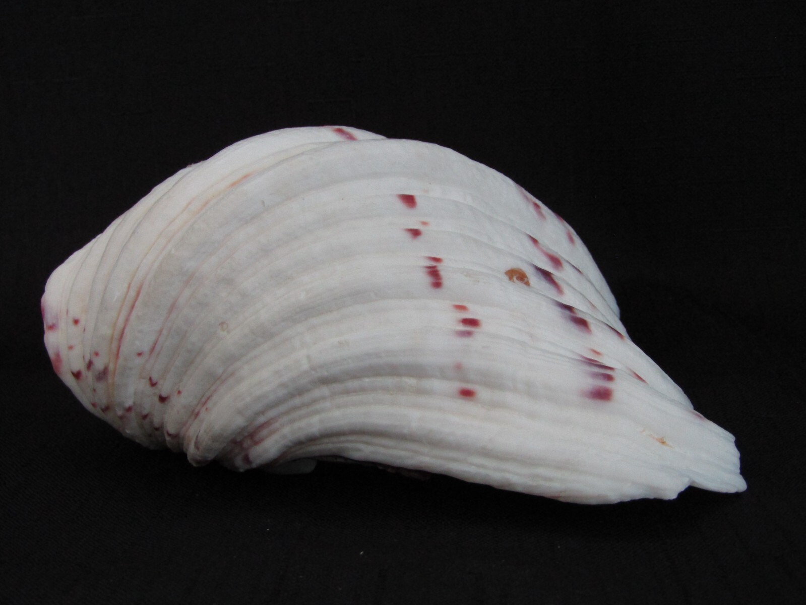 Genuine Bear Paw Hippopus Clam 6.5" x 5.5" Seashell EUC