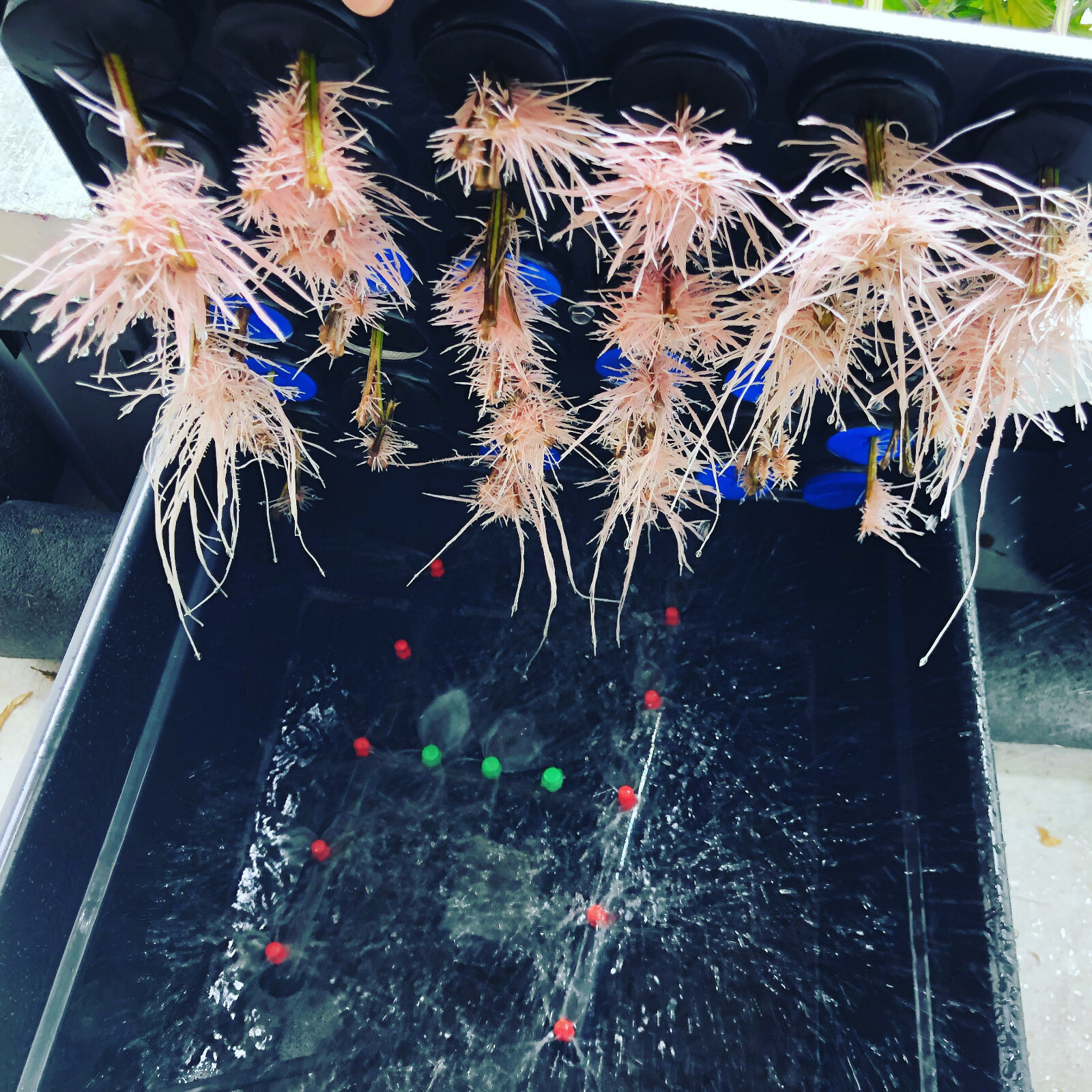 2 COMPLETE CLONE KING 25 SITE AEROPONIC CLONING MACHINES MAKES IT EASY 2 CLONE!