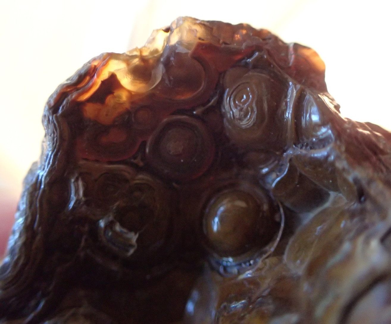 Botryoidal Fossil Coral Geode Fragment GA Agate Amber Display Sea Specimen WC51