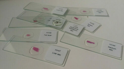 100PCS Medical Study Prepared Histological Slides Human Histology Slides Set