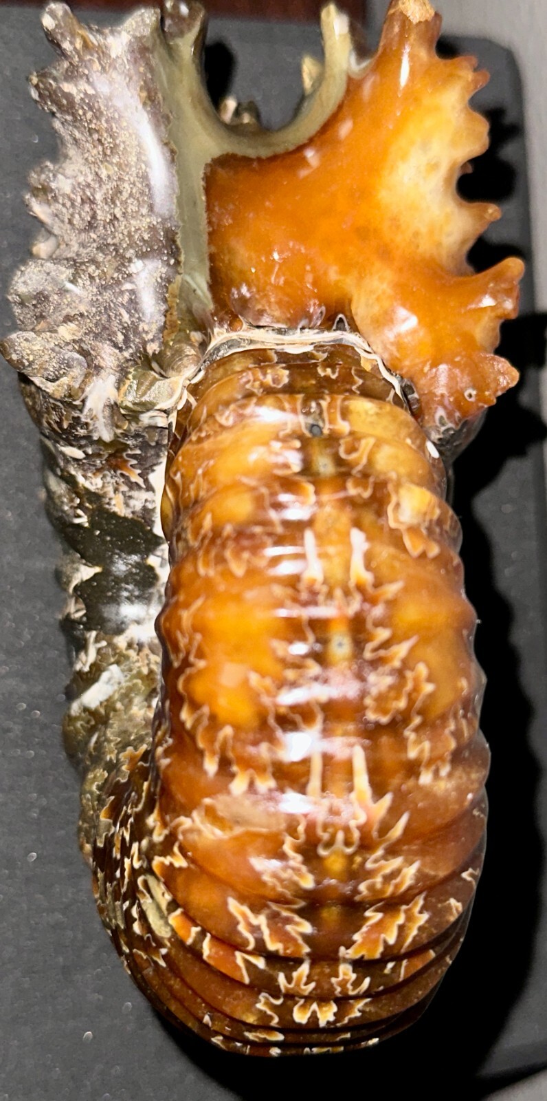 Rare Beautiful "Goat Horn" Ammonite Fossil 3 lb. 5.8 oz. 1526 grams #58