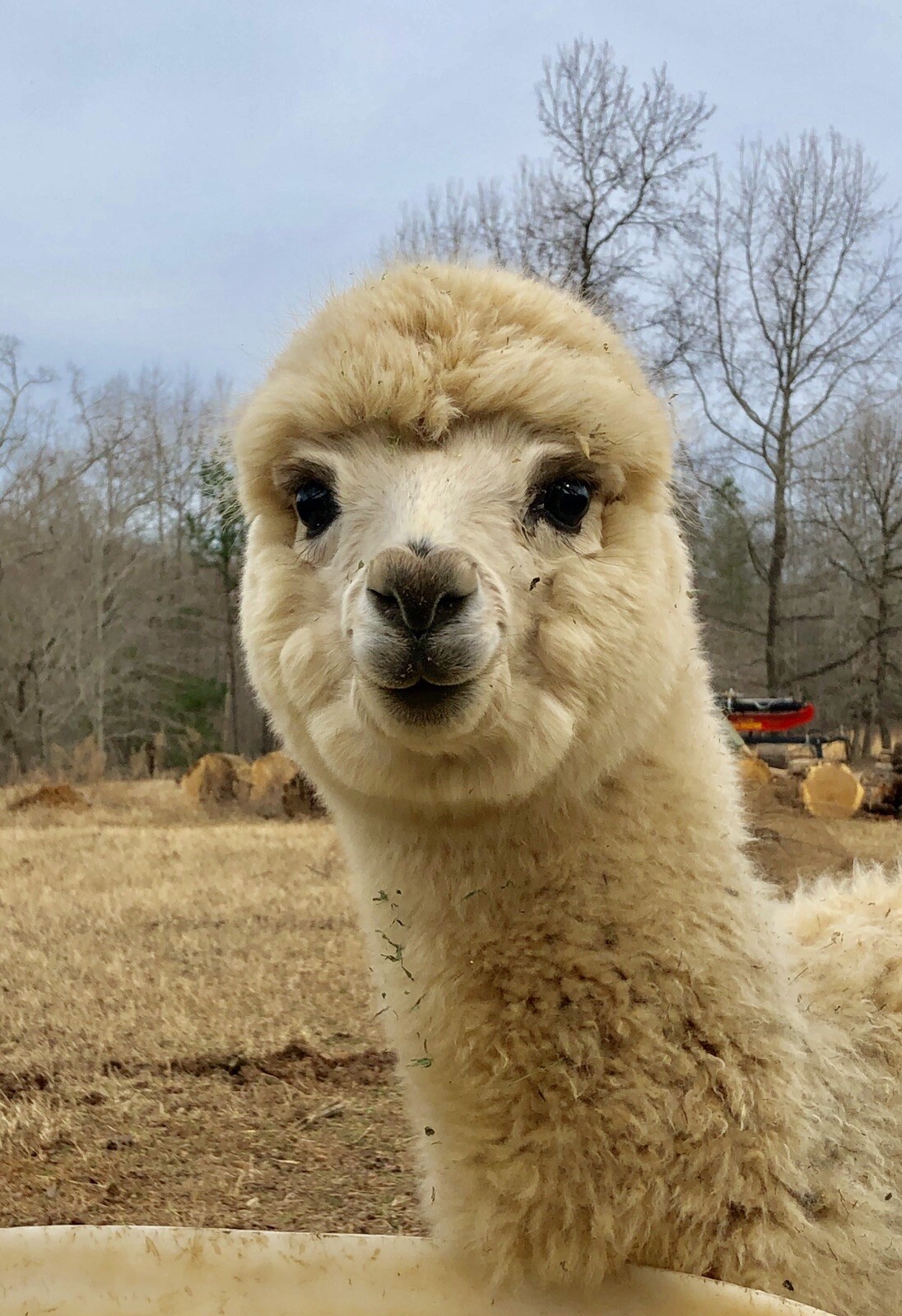 BIRD NESTING 100% ALPACA FIBER Raw ORGANIC Soft Hummingbird Material 3oz