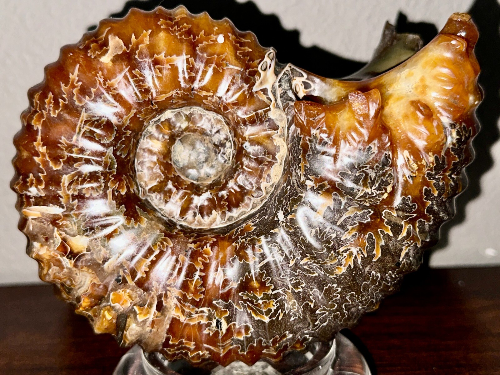 Rare Beautiful "Goat Horn" Ammonite Fossil 3 lb. 5.8 oz. 1526 grams #58