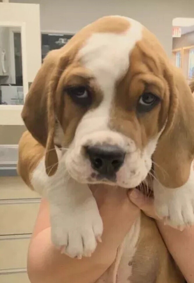 PACIFIC DUNES At BANDON DUNES 1-1/2” Magnetic Ball Mark w/Removable Marker