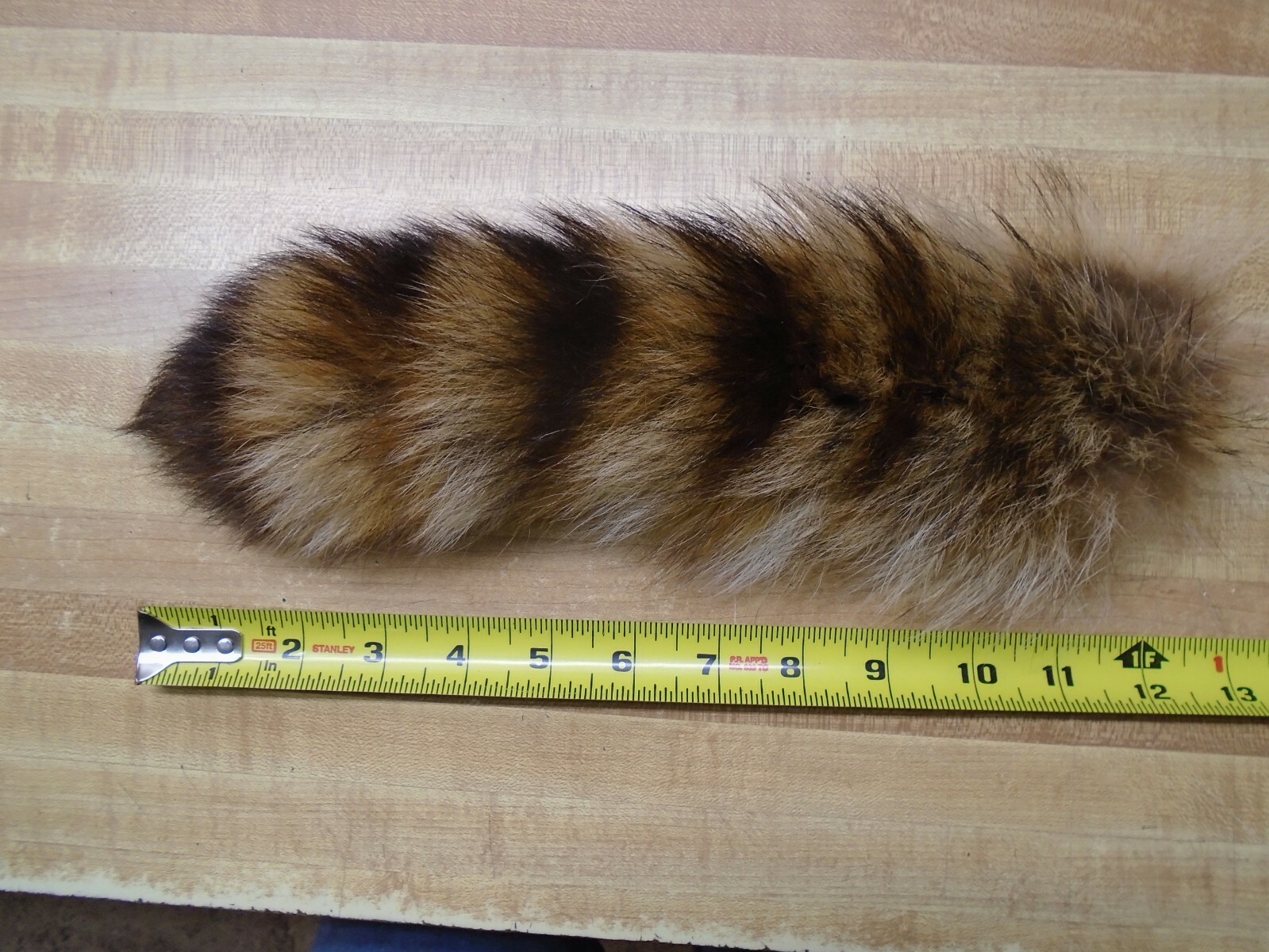 Extra Large Tanned Raccoon Tail #2 Quality